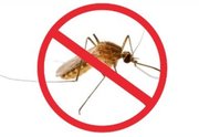 mosquito